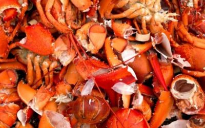 Can You Compost Lobster Shells? (And Ways to Dispose of?)
