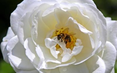 Do Bees Like Roses? (And Which Roses Attract Bees?)