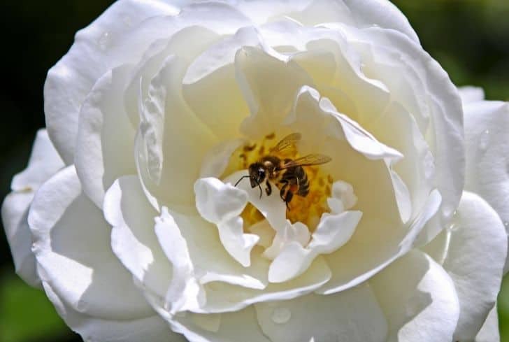 bee-on-white-rose-plant