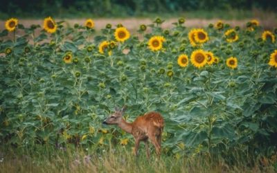 Do Deer Eat Sunflowers? (And How To Keep Them Away?)
