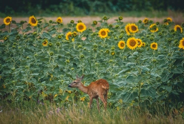 deer-in-sunflower-field