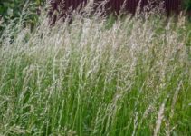 When Does Annual Ryegrass Die? (Is It Good For Lawns?)
