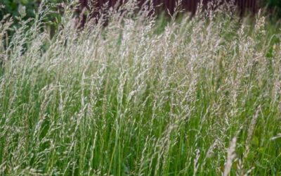 When Does Annual Ryegrass Die? (Is It Good For Lawns?)
