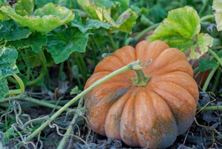 growing-pumpkin