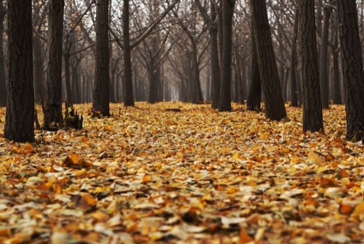 Are Dry Leaves Biodegradable? (And Tea Leaves?) - Conserve Energy