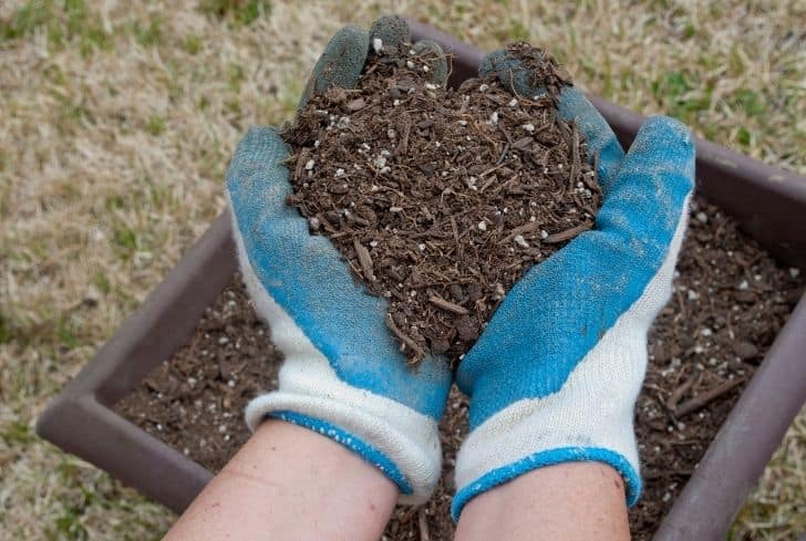hands-in-gloves-holding-potting-soil
