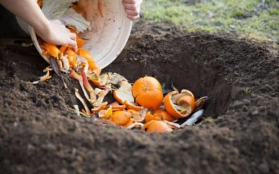 Can You Plant Directly Into Compost?