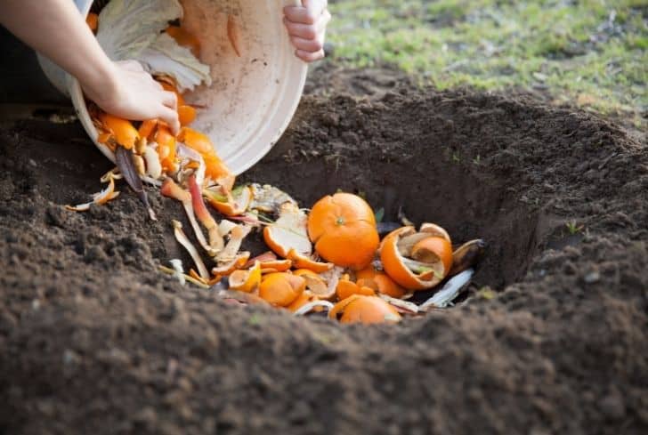 putting-orange-peels-in-compost