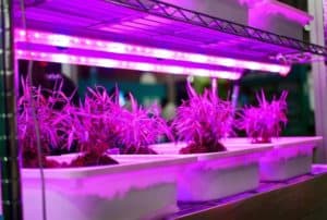 led-grow-lights