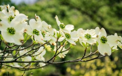 Are Coffee Grounds Good For Dogwood Trees?