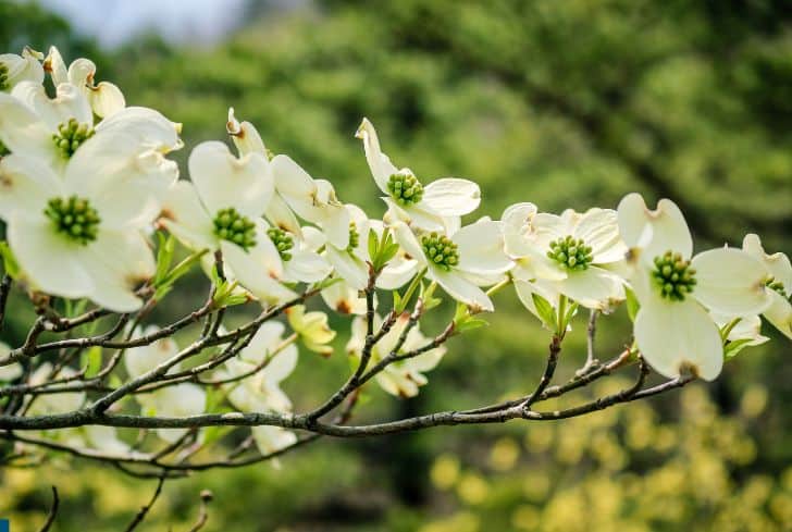 what is killing my dogwood tree