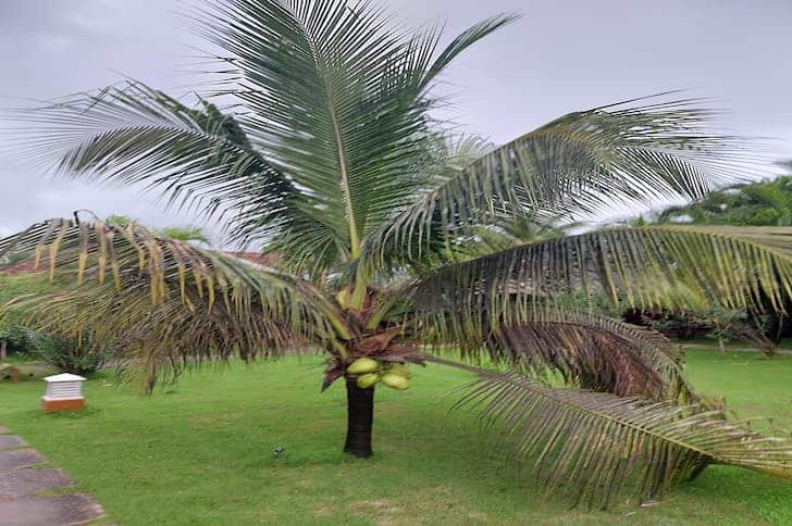 palm-tree-in-a-resort