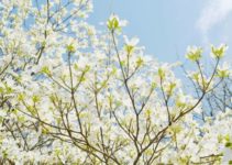 Are Dogwood Trees Deer Resistant?
