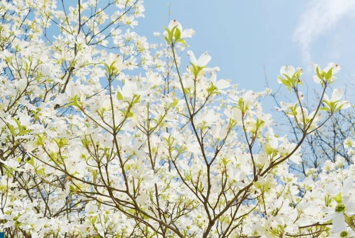 white-dogwood-tree