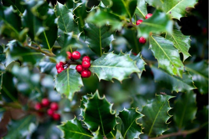 Holly Plant