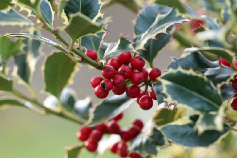 Holly Plant featured image