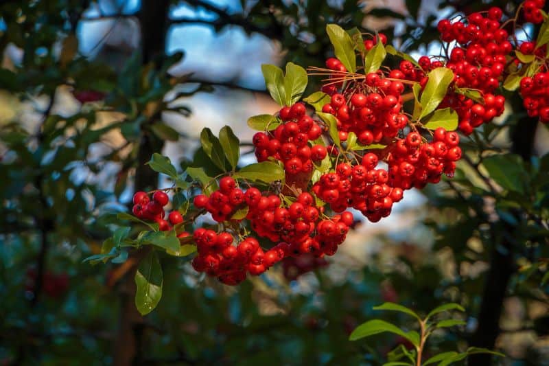 Holly Plant Tree