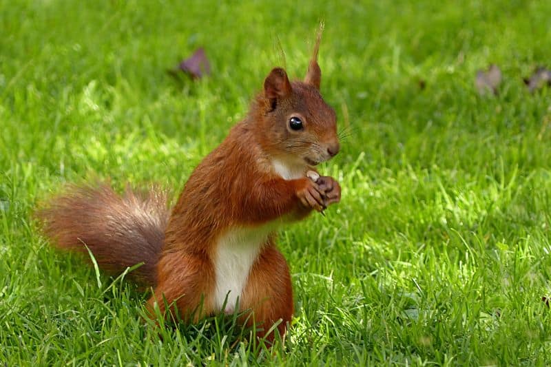 Is Throwing a Banana Peel Littering? (Yes or No) - Conserve Energy Future