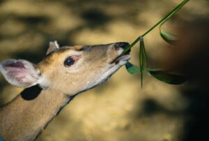 deer-eating-Geranium