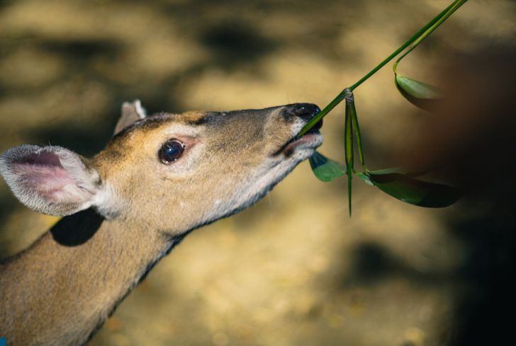 deer-eating-Geranium