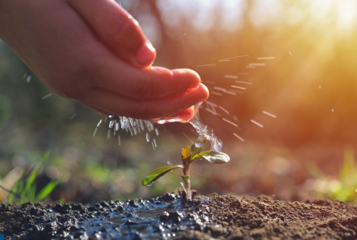 farmer-watering-young-plant