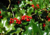 Do Holly Trees Have Deep Roots? (And Are They Invasive?)