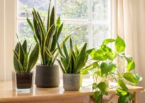 Is a Snake Plant a Succulent or a Cactus? 