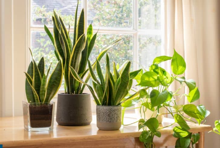indoor-snake-plants
