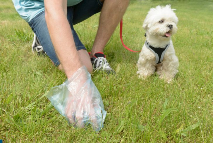 man-picking-up-dog-poop