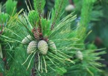 Is Pine Tree a Flowering Plant? (And When Do They Bloom?)