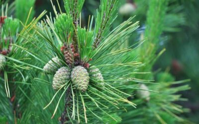Is Pine Tree a Flowering Plant? (And When Do They Bloom?)