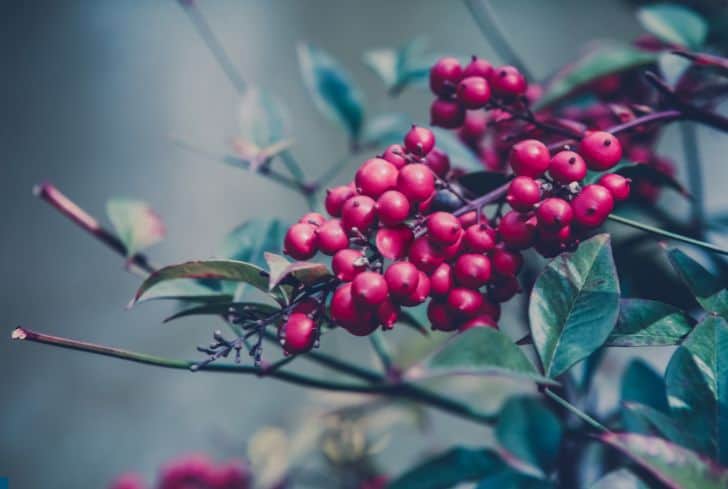 red-holly-berries-on-tree