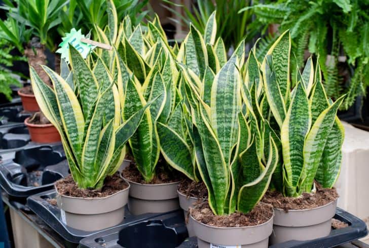 Snake Plant Bedroom Decor