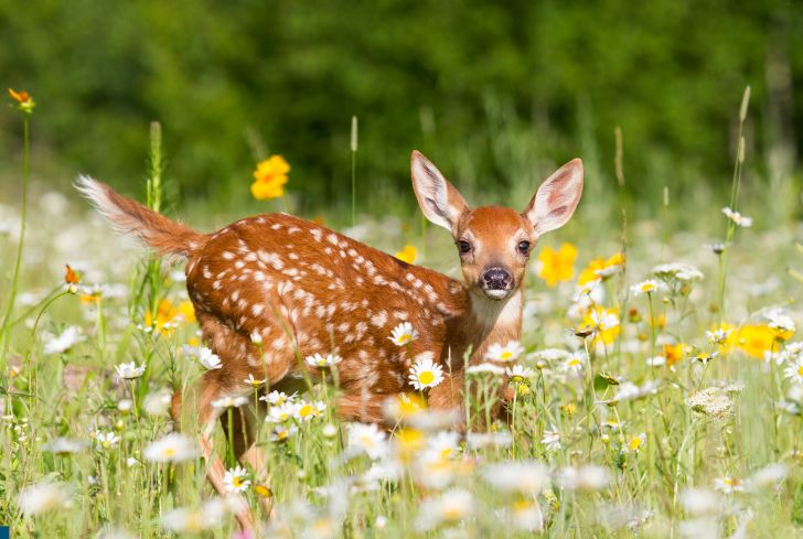 white-tailed-deer-in-garden