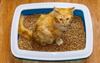 Is Cat Litter Bad for the Environment? (Yes…)