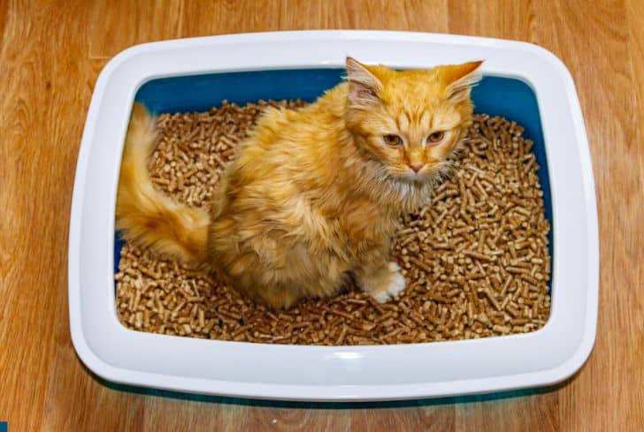 cat-in-cat-litter-box