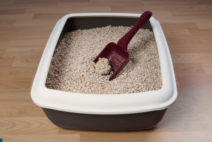 cat-litter-box