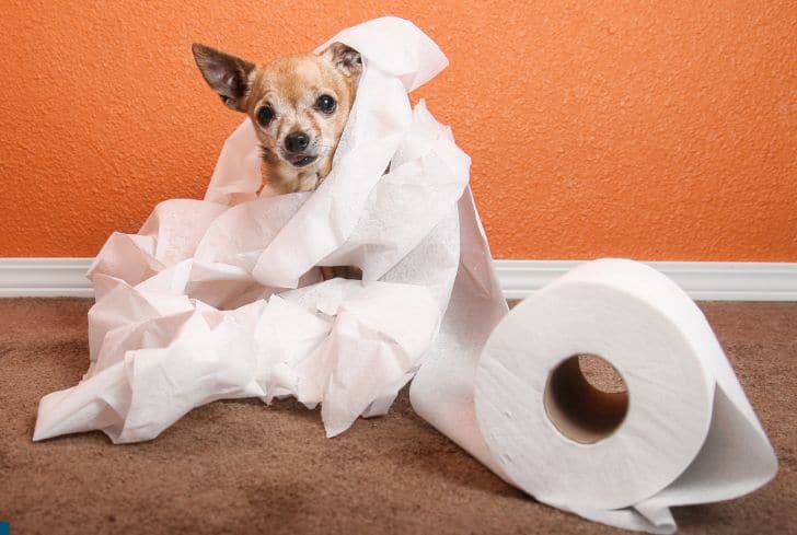 dog-covered-with-toilet-paper