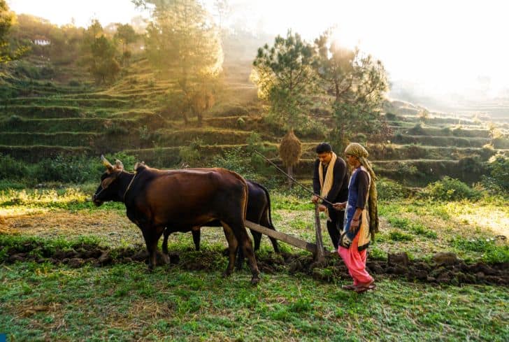 farmers-at-the-field