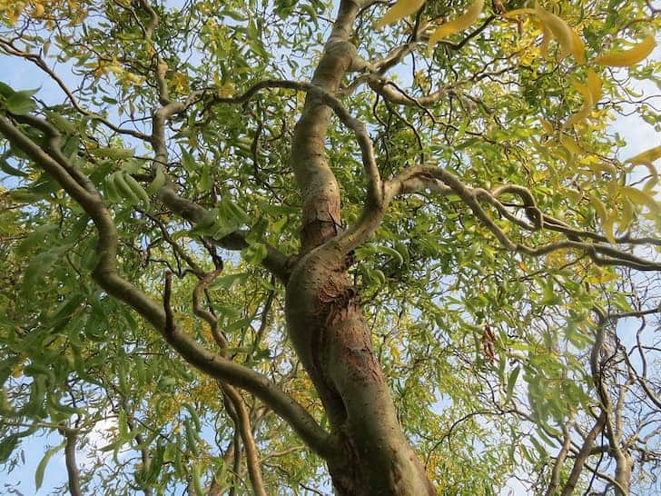 Corkscrew-Willow-Salix-matsudana