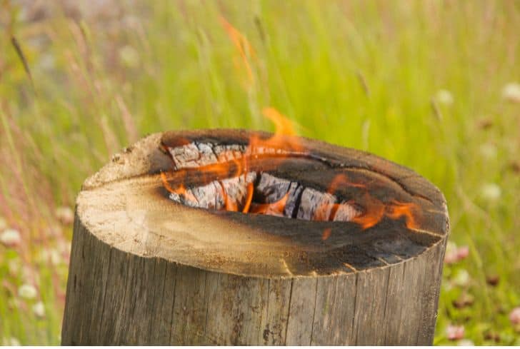 Burning tree stump