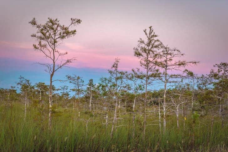 Dwarf-cypress