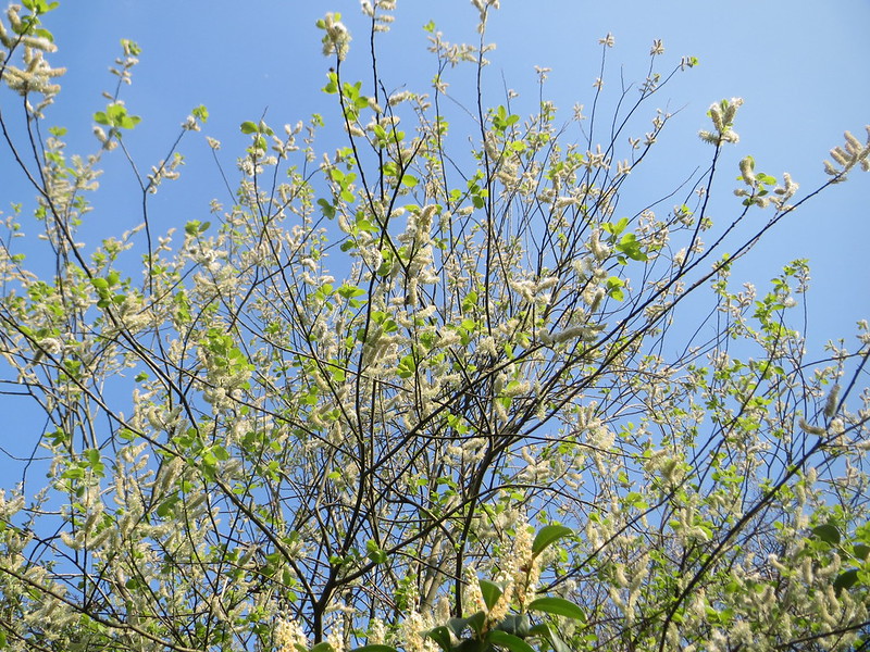 Goat-willow-salix-caprea