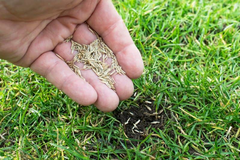 How Long Does Grass Seed Live Without Water?