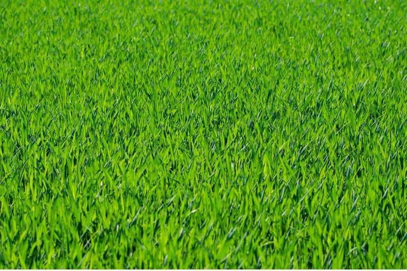 How Long Does Grass Seed Take to Germinate?
