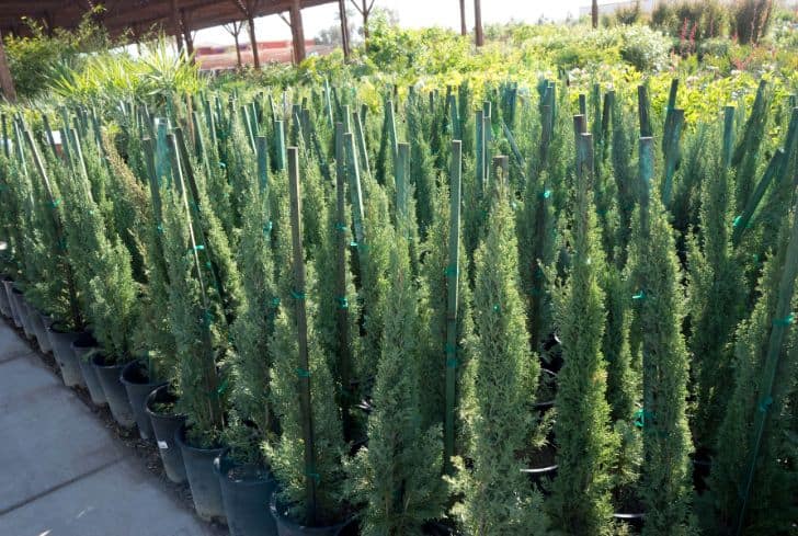 13 Different Types Of Cypress Trees You Must Know Conserve Energy Future