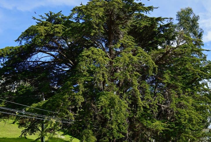 Monterey-Cypress
