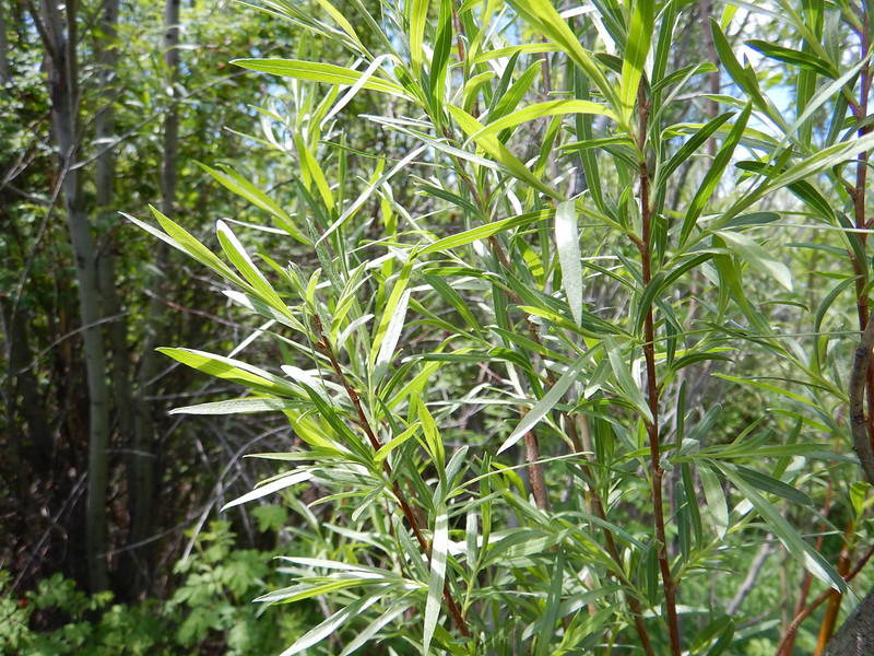Narrowleaf-willow-Salix-exigua