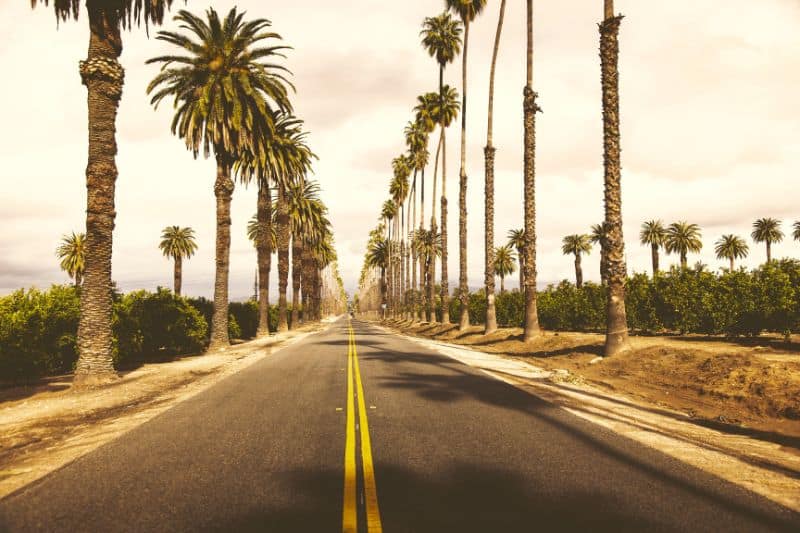 What are the Tall Palm Trees in California Called?