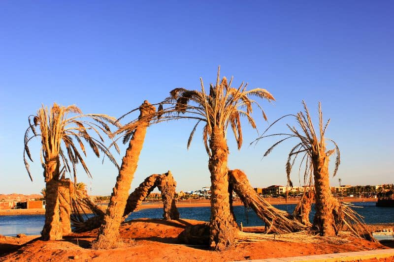 What Is Killing Palm Trees?